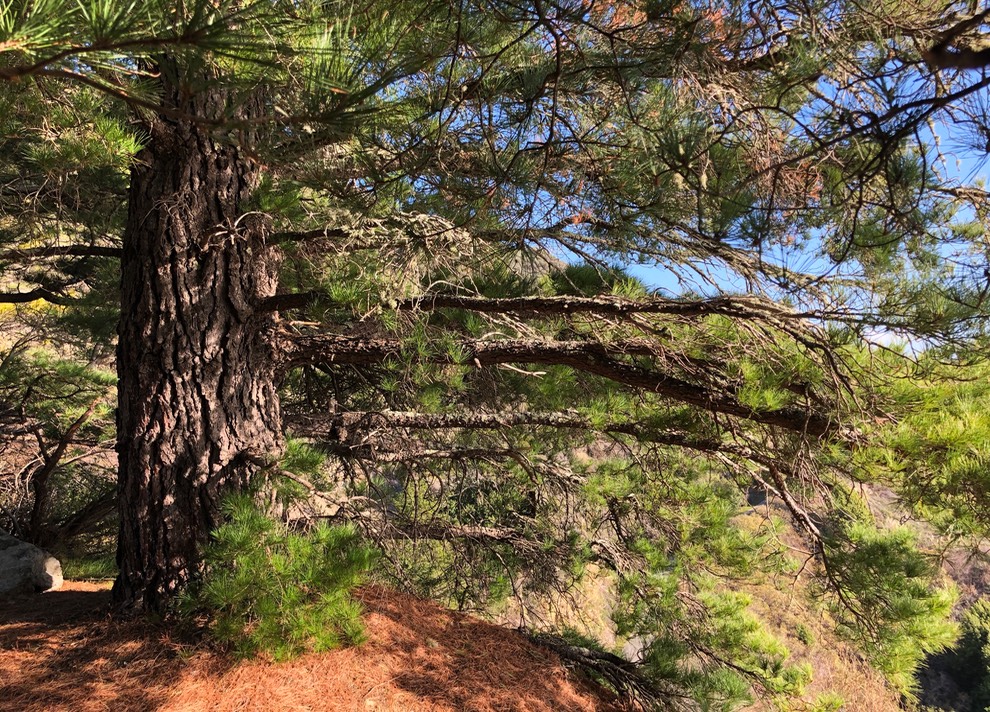 Accoya Pinus Radiata