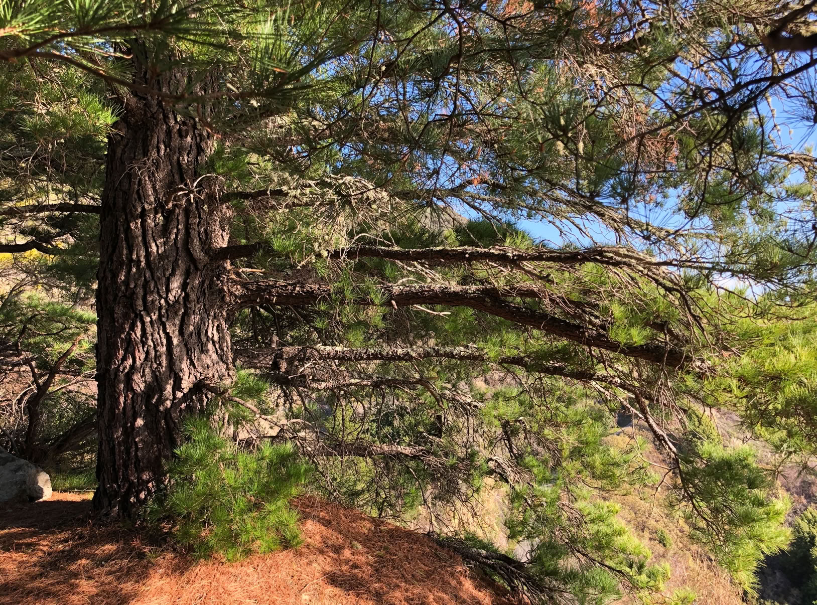 Die Pinus Radiate dient als Ausgangsholz zur Herstellung von Accoya Holz